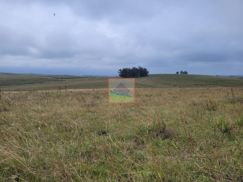 Imagen 8 de 30 de Campo Ganadero 77hás Garzón/rocha