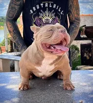 Comprar Filhotes American Bully Micros Tops Melhor Da Raça