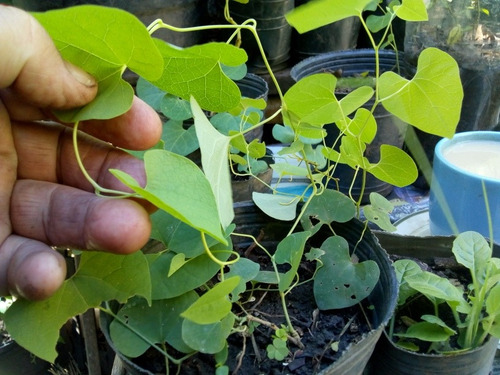 Aristolochia Triangularis.planta , Nutricia Battus Nativa .