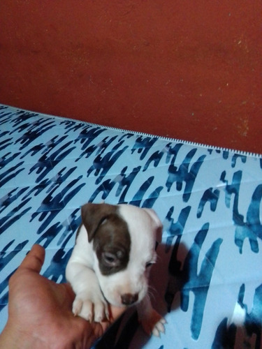 Perritos De Raza Pitbull Se Darán A 600 Cada Uno