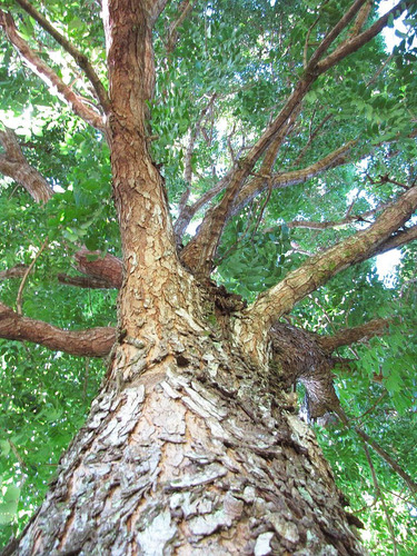 Caoba De Hoja Grande. Plántula En Cono Forestal