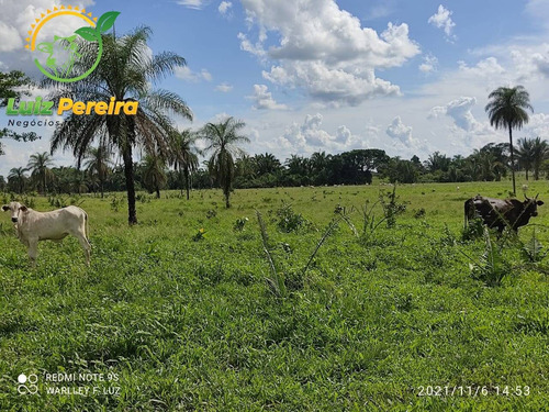 Imagem 9 de 15 de Fazenda À Venda Em Dois Irmãos - To - 561,44 Hectares (pecuária) - 2084