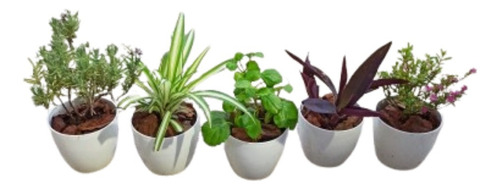 Mini Combo De Exterior X5u: Planta + Maceta N12 + Plato .