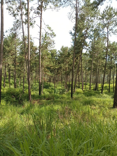 Finca Agrícola, En El Estado Miranda Fp