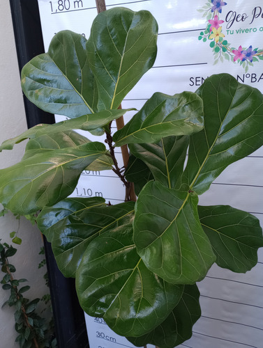Ficus Pandurata Grande De 1.6mt Envío Caba Gratis Lyrata