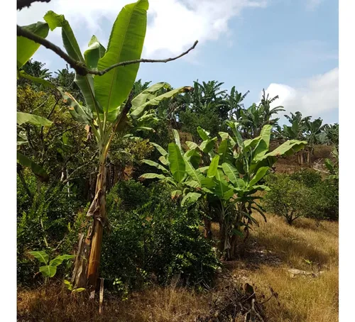 Vendo Finca Por El Trebol 7,5 Has (11,5 Cuadras) Chinchina