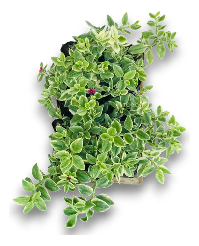 Kit 15 Mudas De Rosinha De Sol Variegata - Aptenia