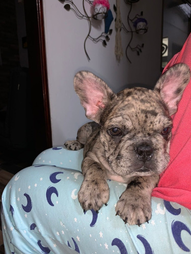 Cachorros Bulldog Francés Perros Guadalajara De Buga 