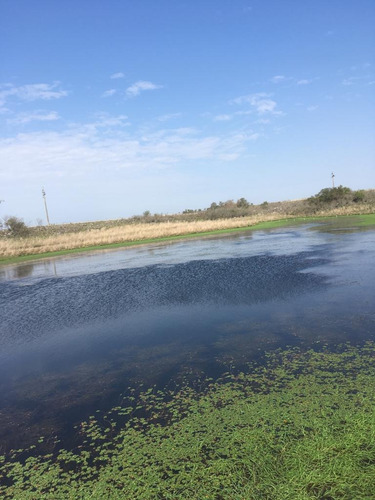 Campo 340 Has En Artigas Limite Con Salto