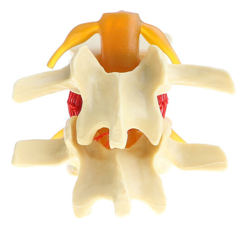 Disco Lombar Da Coluna Modelo De Anatomia Humana