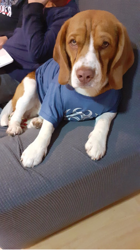 Beagle Tricolor De  1 Año Para Monta
