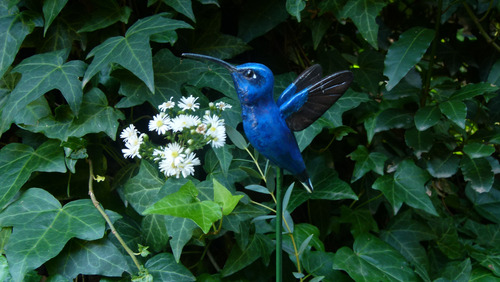 Tutor Para Plantas De Picaflor Azul - Colibri - 50 Cm Azul Oscuro