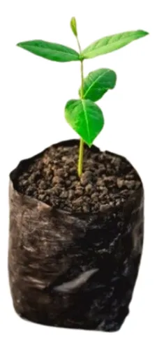 Bolsa Para Vivero 1 Kg 23*18cm