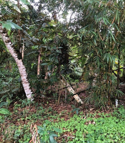 Imagem 12 de 12 de Terreno No Jardim Coronel Em Itanhaém, Com 465 M² De Área Total