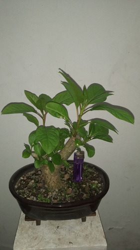 Bonsai De Ombú Maceta Ovalada 24cm De Jinseibonsai