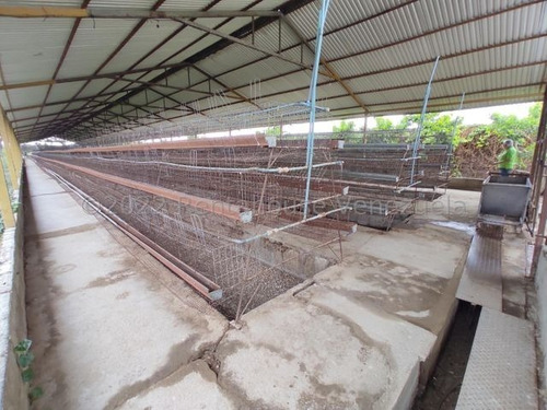 Imagen 13 de 23 de En Venta Amplio Terreno Con Granja Agricola Ubicado En La Estratégica Av Los Aviadores 23-8117 Ejc