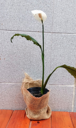 Urnas Funerarias Vida Savia