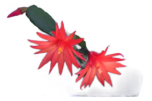Muda Grande De Flor De Outubro Vermelha