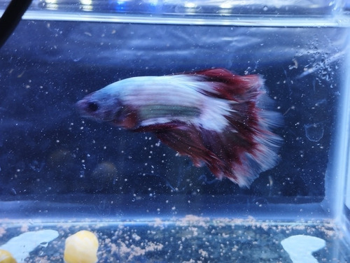 20 Betta Macho, Ótimo Oportunidade Para Revender,tá Acabando
