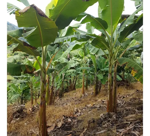 Vendo Finca Por El Trebol 7,5 Has (11,5 Cuadras) Chinchina
