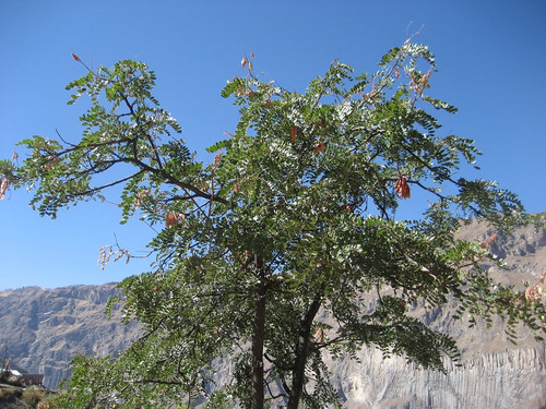 Semillas De Tara  15 Semillas Árbol Nativo