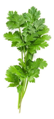 Semillas De Cilantro Aptohuerta/hidroponia