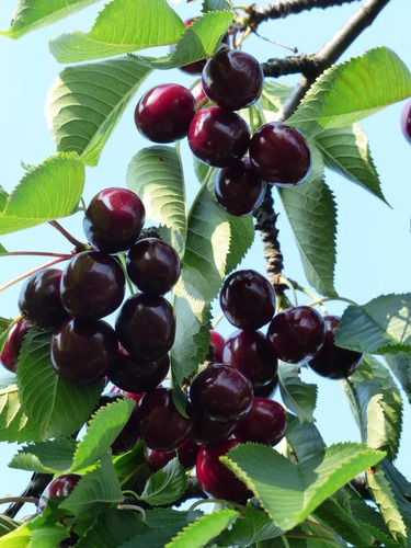 Cerezo Purpurea ( Injerto ) Crecimiento Rapido 