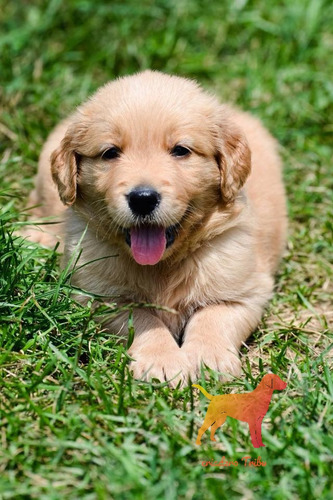 Cachorros Golden Retriever Criados En Campo. Criadero Tribu
