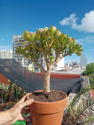 Hermoso Árbol De Jade