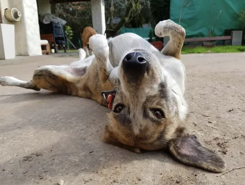 Guardería Canina, Sin Cañiles Ni Jaulas. Del Viso