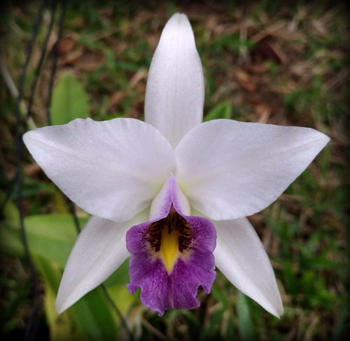 Laelia Anceps Coerulea Castro Filho - Corte Adulto- Frente