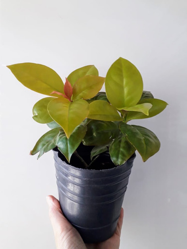 Pereskia Aculeata Godseffiana Planta