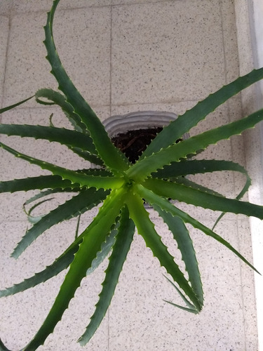 Planta Aloe Arborescens