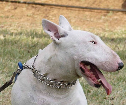 Collar De Adiestramiento O Castigo Tipo Aleman Importado