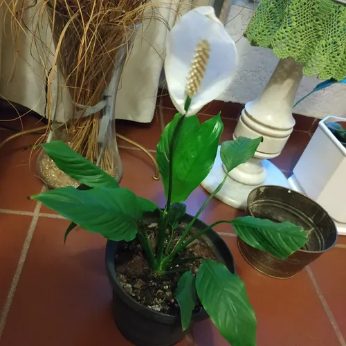 Lirio De La Paz O Cuna De Moisés
