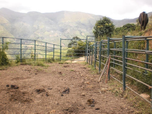 Imagen 9 de 14 de Finca 70 Hectareas Mun Tovar Aragua