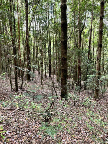 Imagen 5 de 13 de Se Vende Terreno En Chiloe Sector Chacao Costado Ruta 5