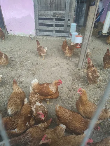 comprar Lote De Gallo Y Gallinas Ponedoras