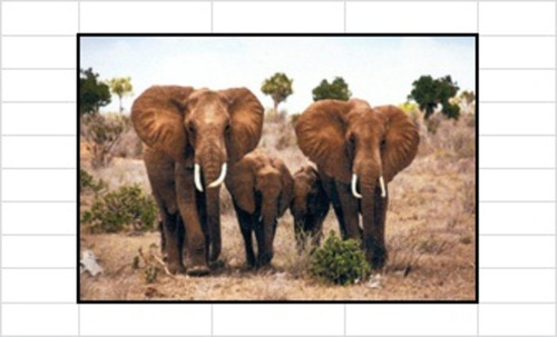 Pintura Diamante 5d 50 X 65cm Elefantes Pareja
