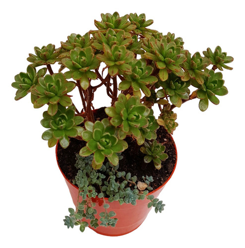 Aeonium Casanovense Suculenta M8