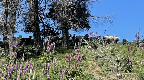 Parcela En Venta En Puerto Varas