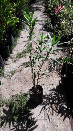 Laurel Flor Planta Exterior 4 Litros - Envios