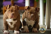 Comprar Cachorros American Bully