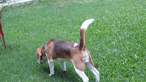 Cachorro Macho Beagle C/pedigrí C/ Microchip 1 Año Y 9 Meses
