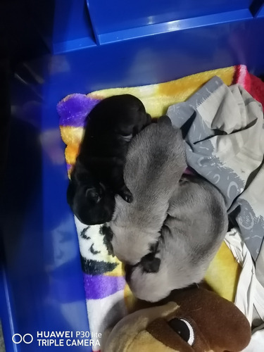 Perros Pug Mini 1 Mes