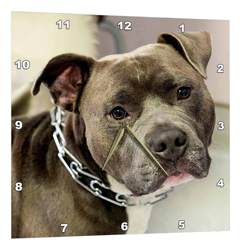 Pit Bull Collar De Cadena - Reloj De Pared, 13 Por 13 P...