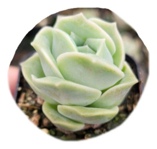 Echeveria Lovely Rose Pote 9