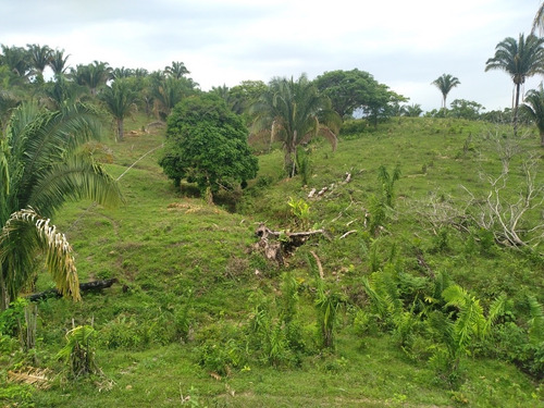 Imagen 4 de 5 de Finca En Barinas, Mun. Cruz Paredes