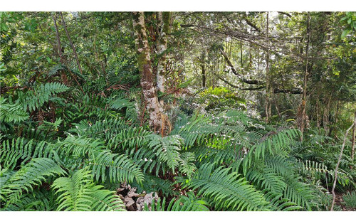 Parcela Con Bosque Nativo En Puerto Varas