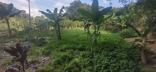 Imagem 11 de 26 de Juquiá/oportunidade/chácara Rica Em Água E Área De Plantio/ref:05354